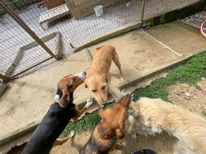 Perfekter Familienhund OLIVER sucht seine Menschen