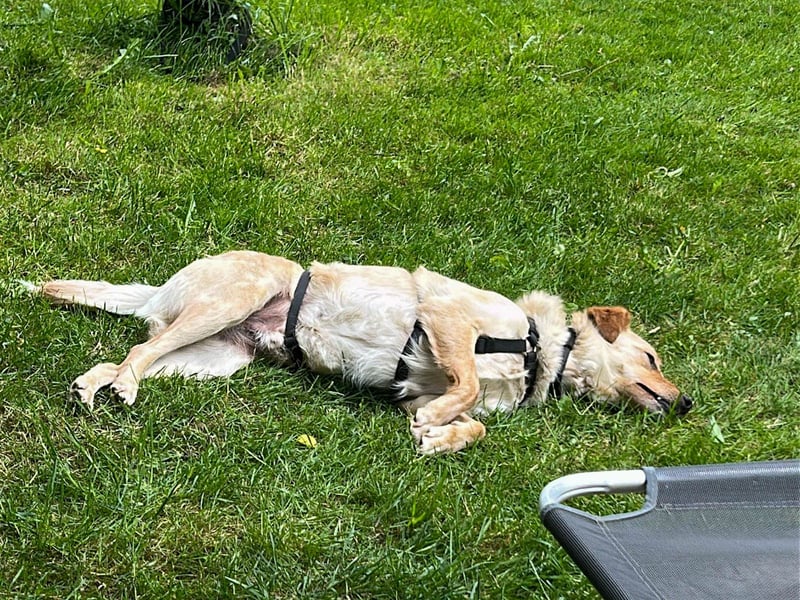 Fröhlicher Sonnenschein ZACK liebt auf der Pflegestelle Kammlach alle