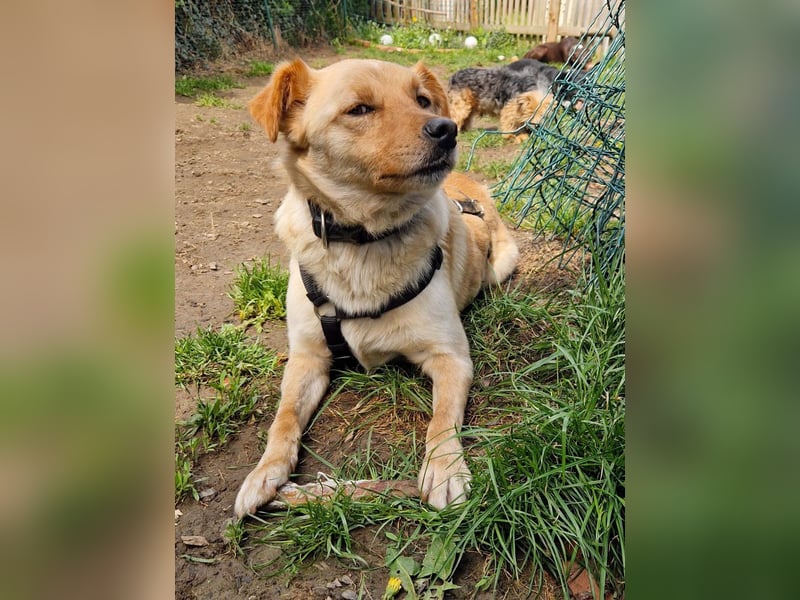 Traumhund ZACK möchte dein Herz erobern - Pflegestelle Kammlach