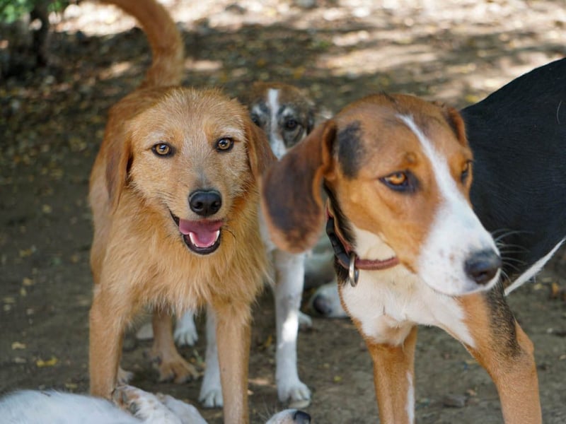 Perfekter Familienhund OLIVER sucht seine Menschen