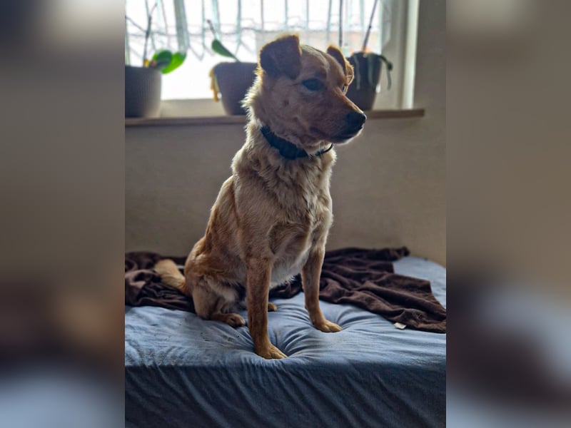 Traumhund ZACK möchte dein Herz erobern - Pflegestelle Kammlach