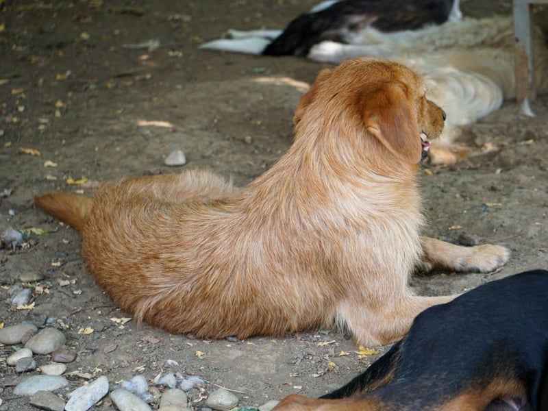 Perfekter Familienhund OLIVER sucht seine Menschen