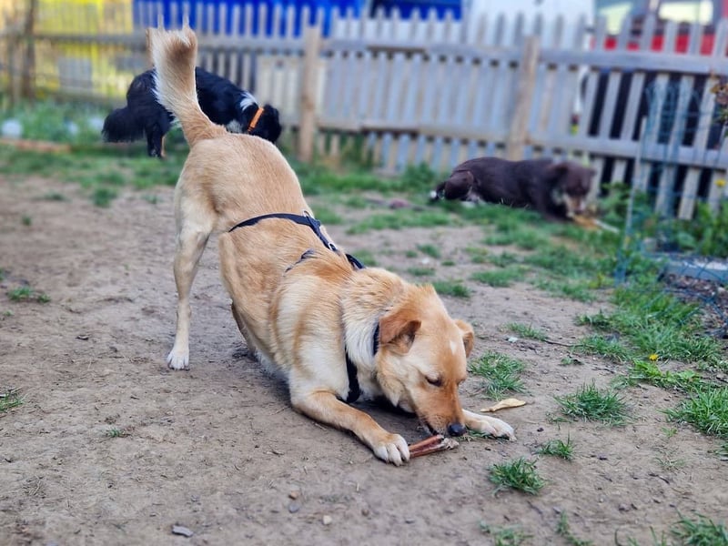 Traumhund ZACK möchte dein Herz erobern - Pflegestelle Kammlach