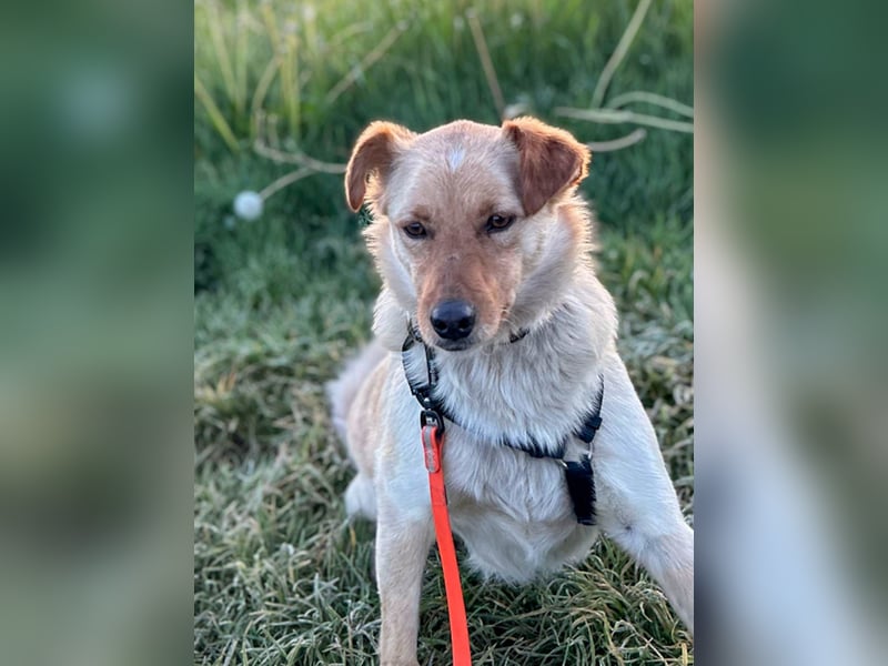 Fröhlicher Sonnenschein ZACK liebt auf der Pflegestelle Kammlach alle