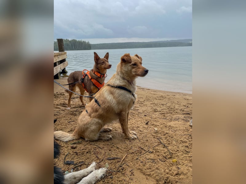 Herzensbrecher ZACK sucht seine eigene FAMILIE