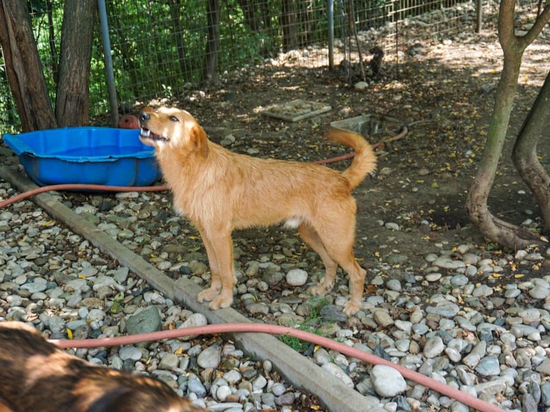 Perfekter Familienhund OLIVER sucht seine Menschen