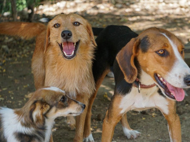 Perfekter Familienhund OLIVER sucht seine Menschen
