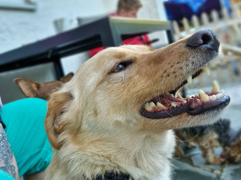 Traumhund ZACK möchte dein Herz erobern - Pflegestelle Kammlach