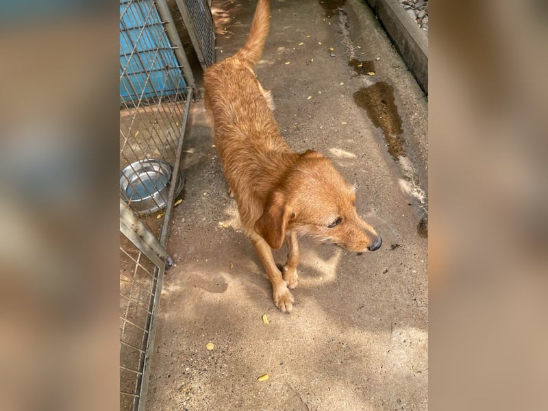 Perfekter Familienhund OLIVER sucht seine Menschen