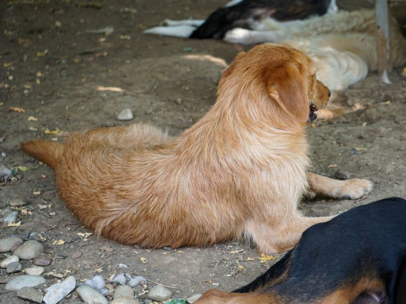 Perfekter Familienhund OLIVER sucht seine Menschen