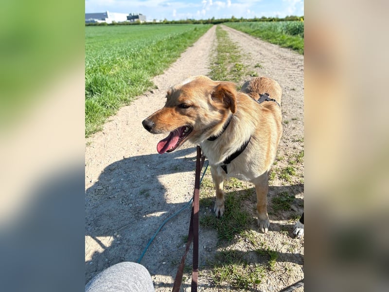Verspielter ZACK ist auf Pflegestelle in Kammlach