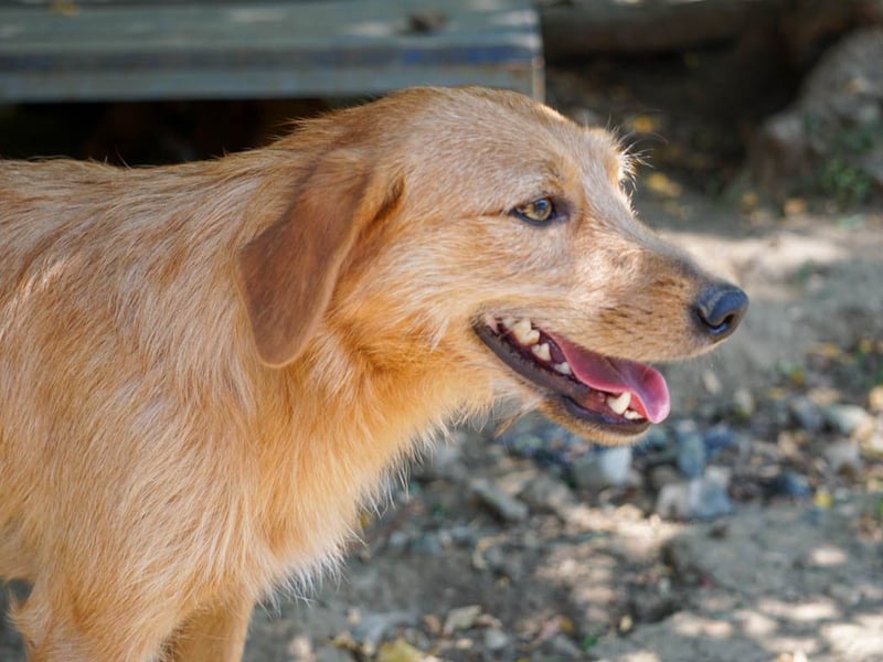 Perfekter Familienhund OLIVER sucht seine Menschen