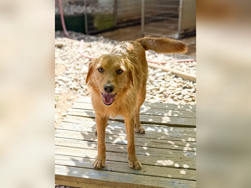 Charmanter Traumbub OLIVER sucht sein Für-Immer-Zuhause