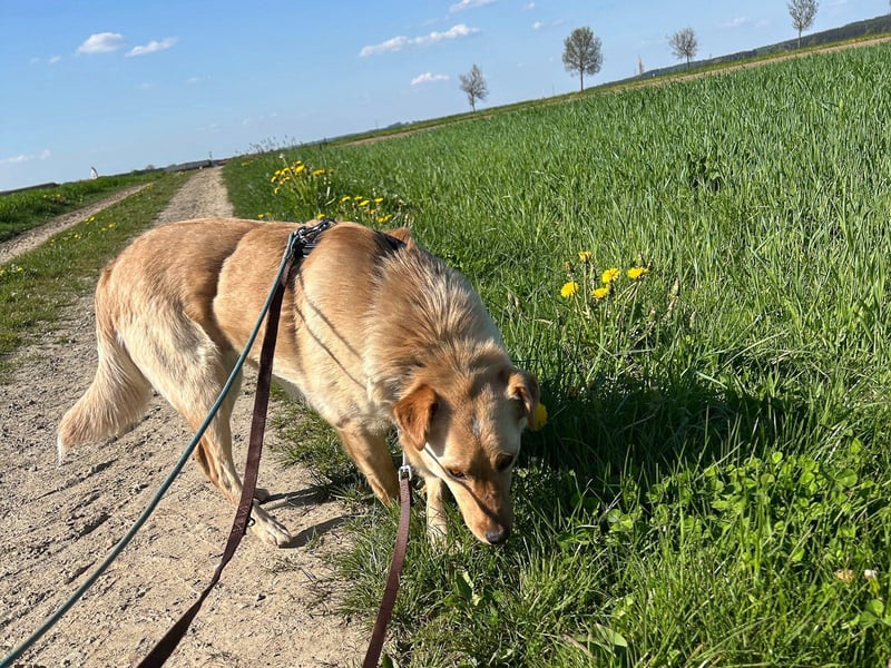 Verspielter ZACK ist auf Pflegestelle in Kammlach