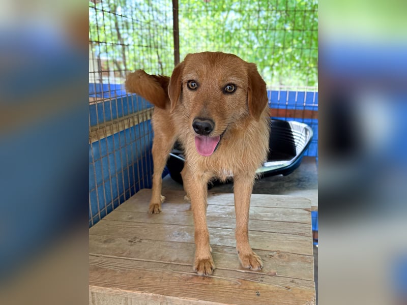 Charmanter Traumbub OLIVER sucht sein Für-Immer-Zuhause