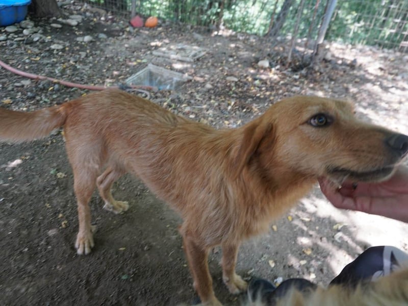 Perfekter Familienhund OLIVER sucht seine Menschen