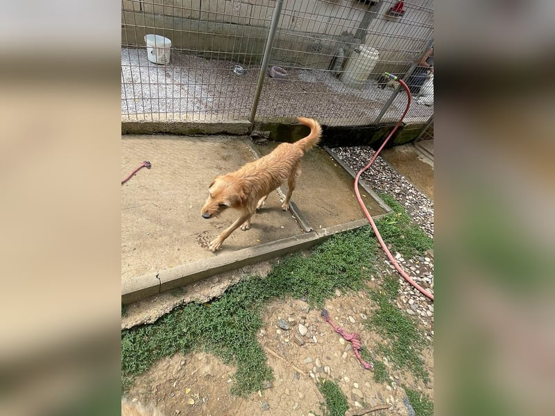 Perfekter Familienhund OLIVER sucht seine Menschen