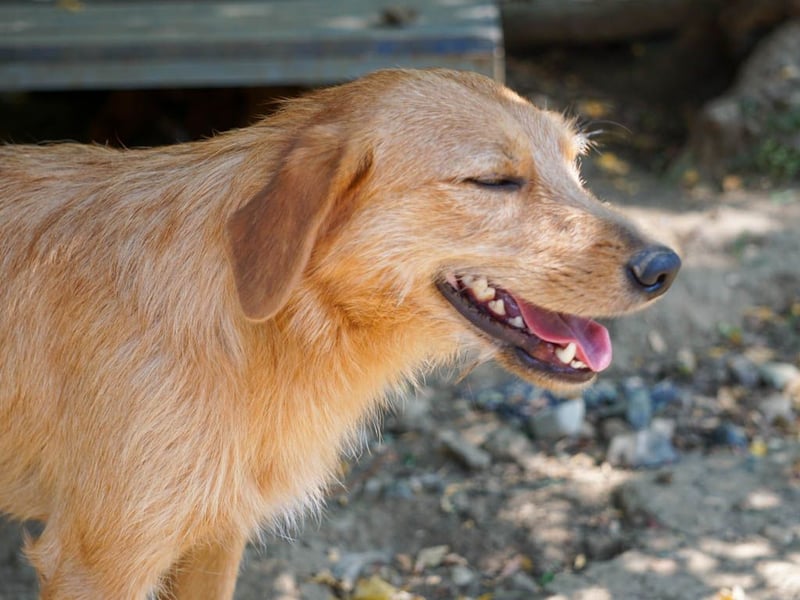 Perfekter Familienhund OLIVER sucht seine Menschen