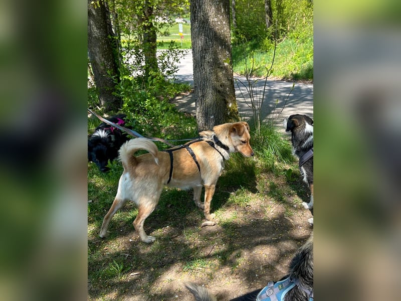 Verspielter ZACK ist auf Pflegestelle in Kammlach