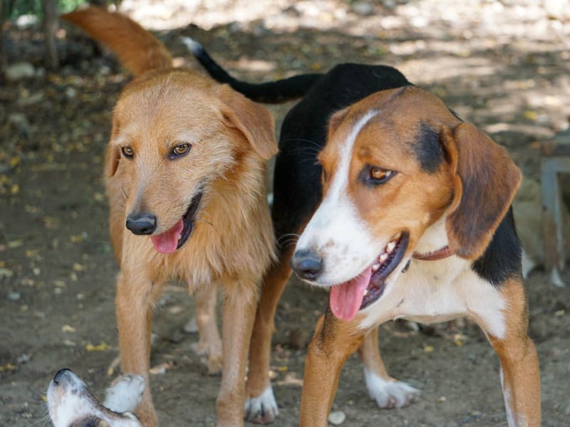 Perfekter Familienhund OLIVER sucht seine Menschen