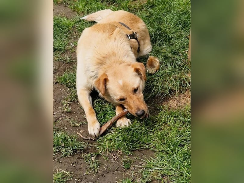 Fröhlicher Sonnenschein ZACK liebt auf der Pflegestelle Kammlach alle
