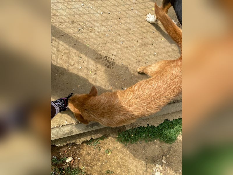 Perfekter Familienhund OLIVER sucht seine Menschen