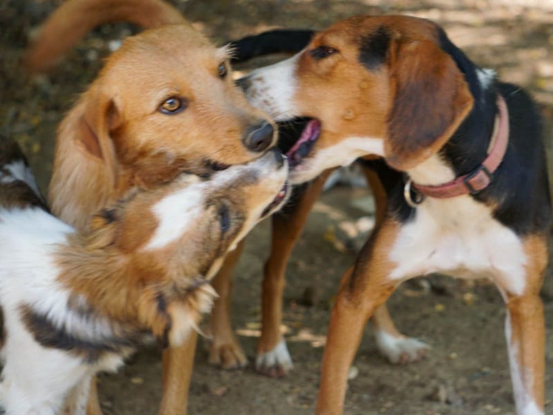 Perfekter Familienhund OLIVER sucht seine Menschen