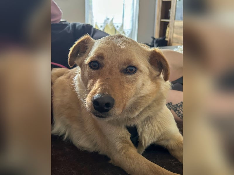 Traumhund ZACK möchte dein Herz erobern - Pflegestelle Kammlach