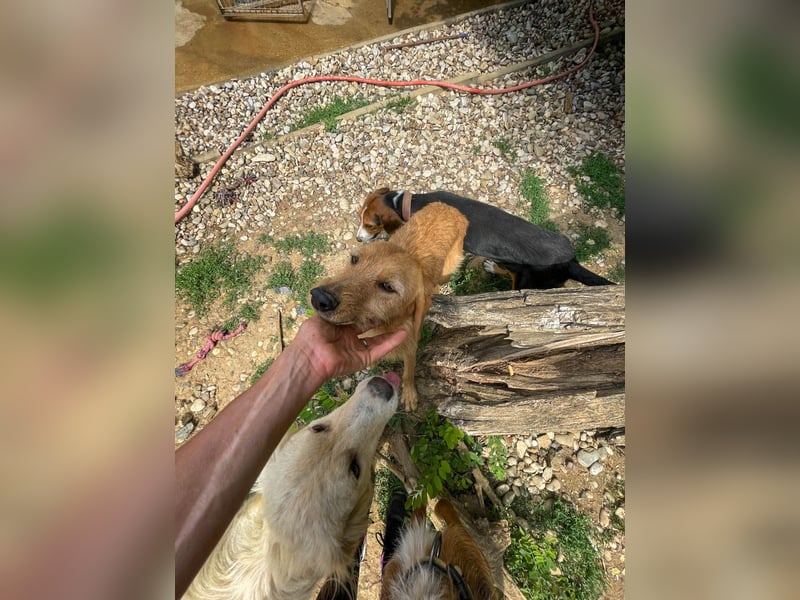 Perfekter Familienhund OLIVER sucht seine Menschen