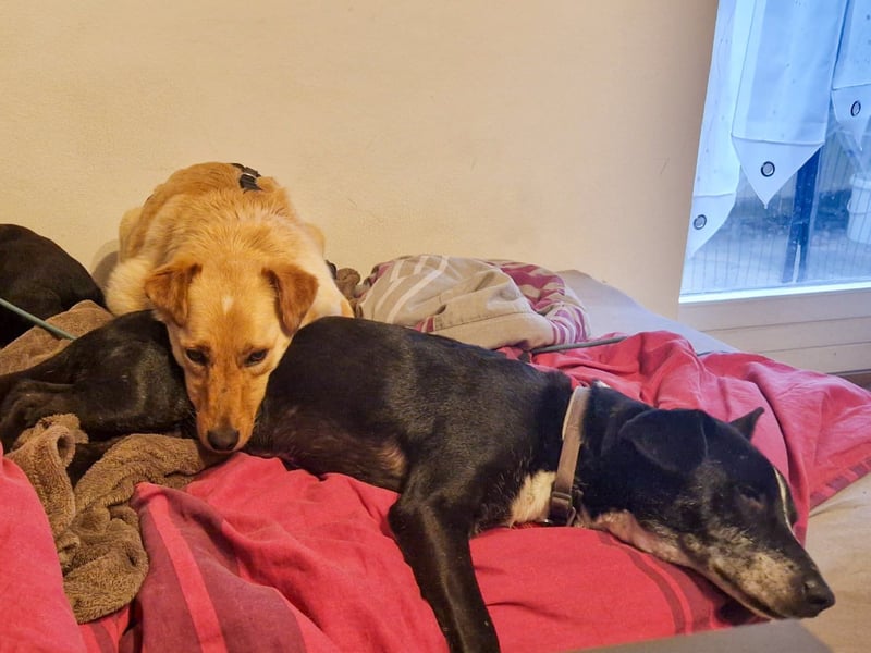 Zauberhafter ZACK - Herzenshund, Knutschkugel und Zuckerbub - Pflegestelle 87754 Kammlach