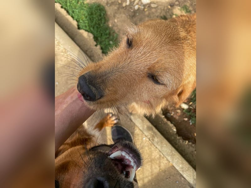 Perfekter Familienhund OLIVER sucht seine Menschen