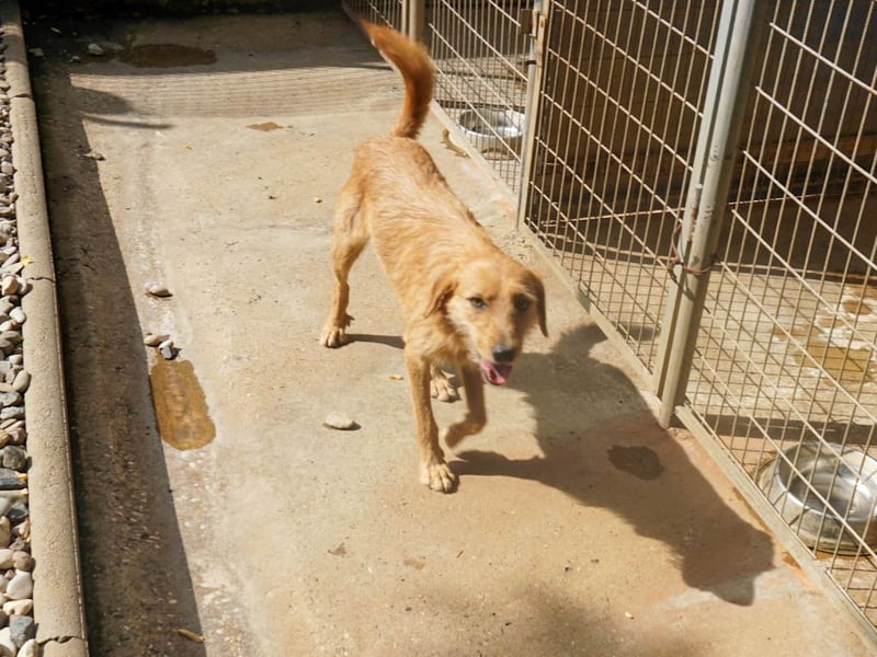 Perfekter Familienhund OLIVER sucht seine Menschen