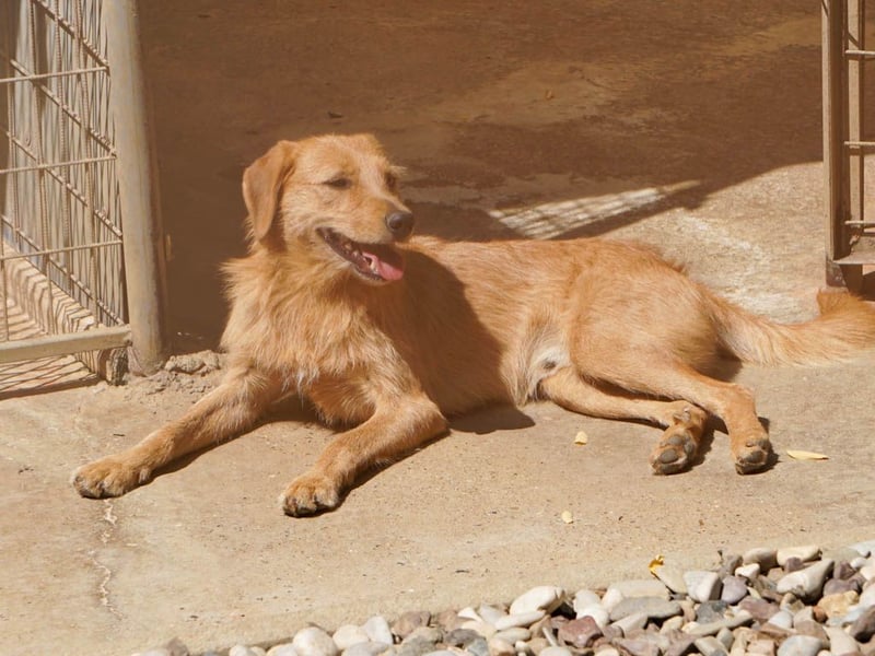 Perfekter Familienhund OLIVER sucht seine Menschen