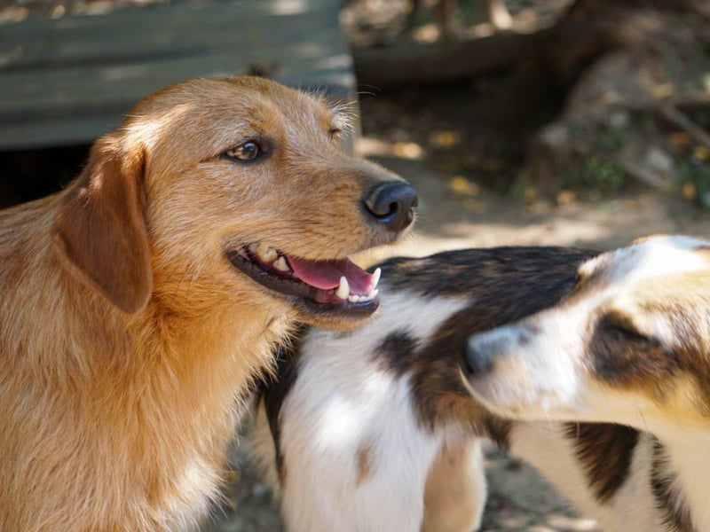 Perfekter Familienhund OLIVER sucht seine Menschen