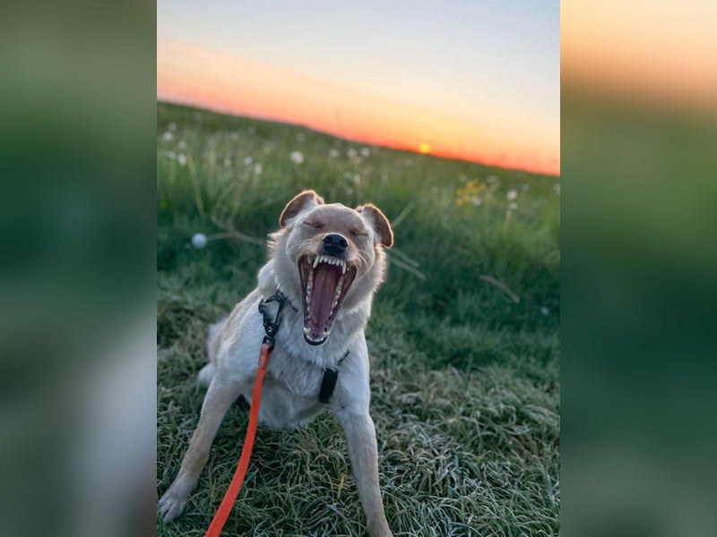 Fröhlicher Sonnenschein ZACK liebt auf der Pflegestelle Kammlach alle