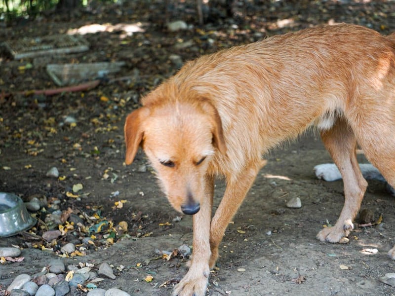 Perfekter Familienhund OLIVER sucht seine Menschen