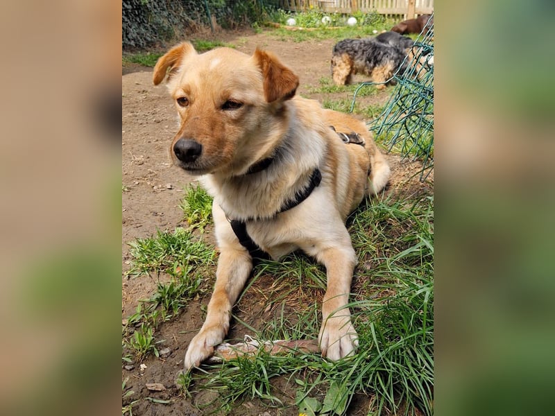 Fröhlicher Sonnenschein ZACK liebt auf der Pflegestelle Kammlach alle
