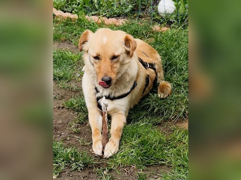Fröhlicher Sonnenschein ZACK liebt auf der Pflegestelle Kammlach alle