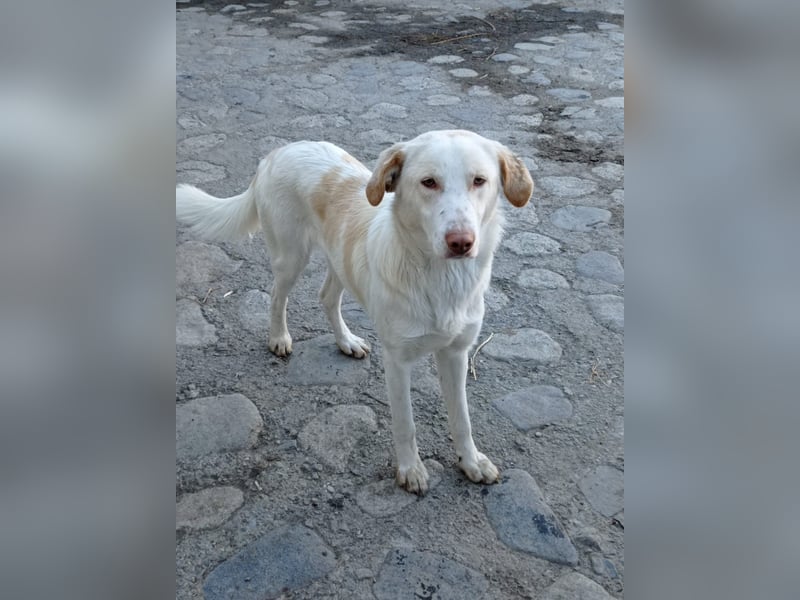 Rocky – Besser geht’s nicht!