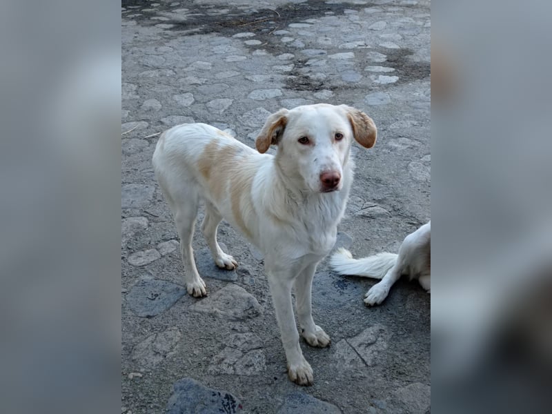 Rocky – Besser geht’s nicht!