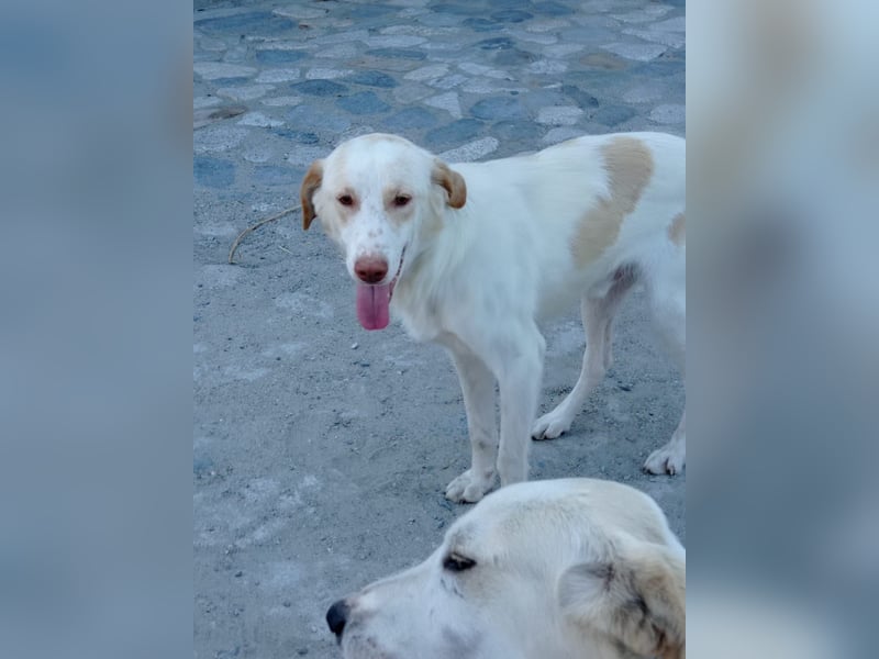 Rocky – Besser geht’s nicht!