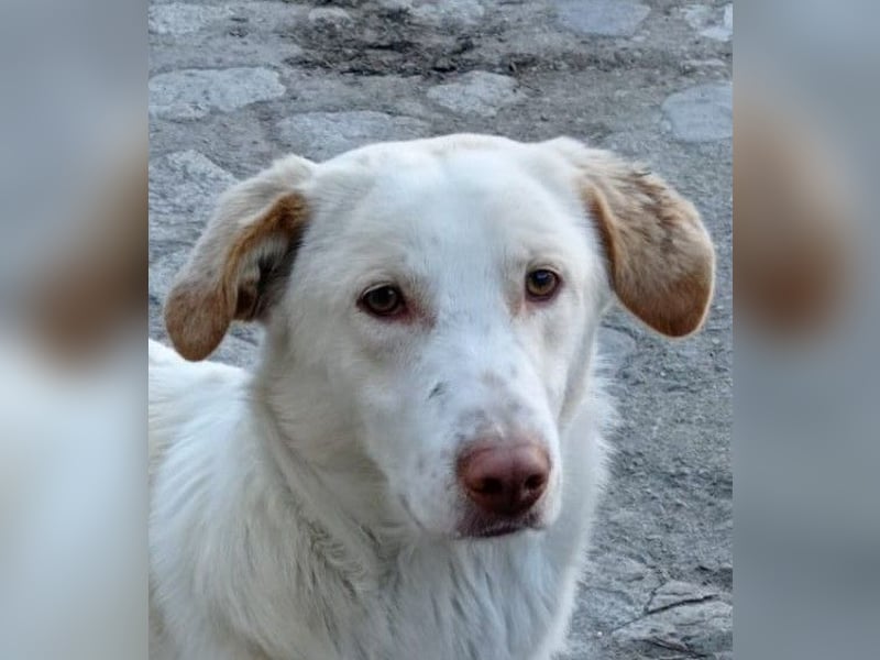 Rocky – Besser geht’s nicht!