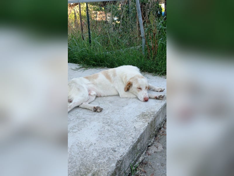 Rocky – Besser geht’s nicht!