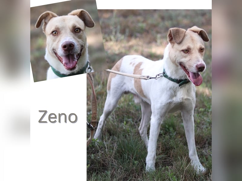 Zeno