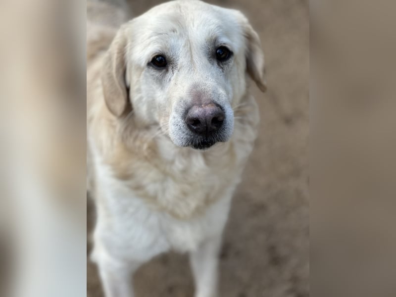 PINKO - er hat die liebsten Augen der Welt