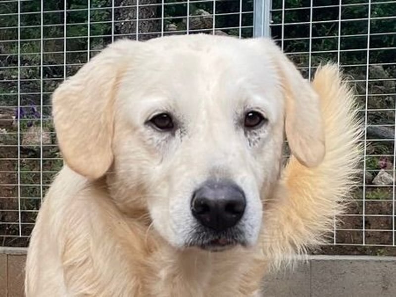 PINKO - er hat die liebsten Augen der Welt