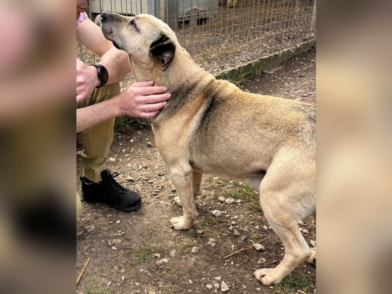 Maci hatte es bisher nicht gut bei seinen Besitzern und sucht jetzt nochmal sein Glück !