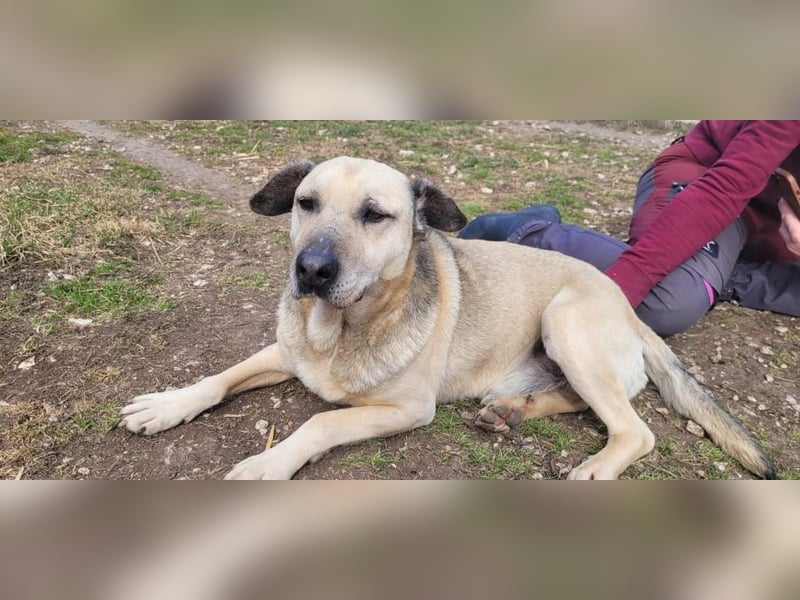 Maci hatte es bisher nicht gut bei seinen Besitzern und sucht jetzt nochmal sein Glück !
