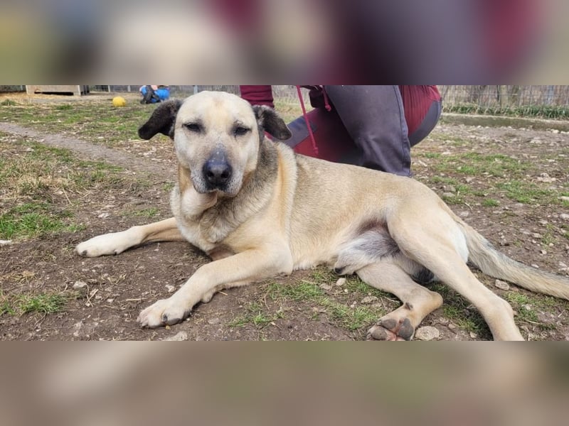 Maci hatte es bisher nicht gut bei seinen Besitzern und sucht jetzt nochmal sein Glück !