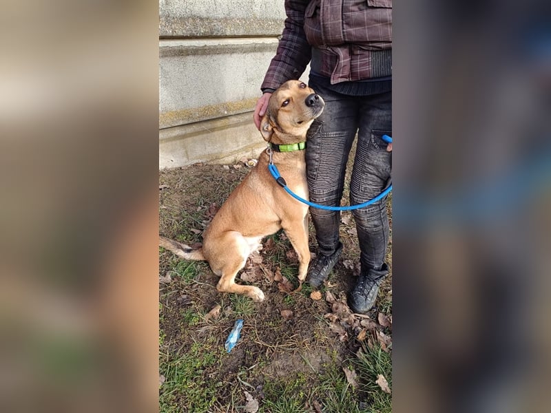 Der junge Rüde Garas sehnt sich nach Liebe !
